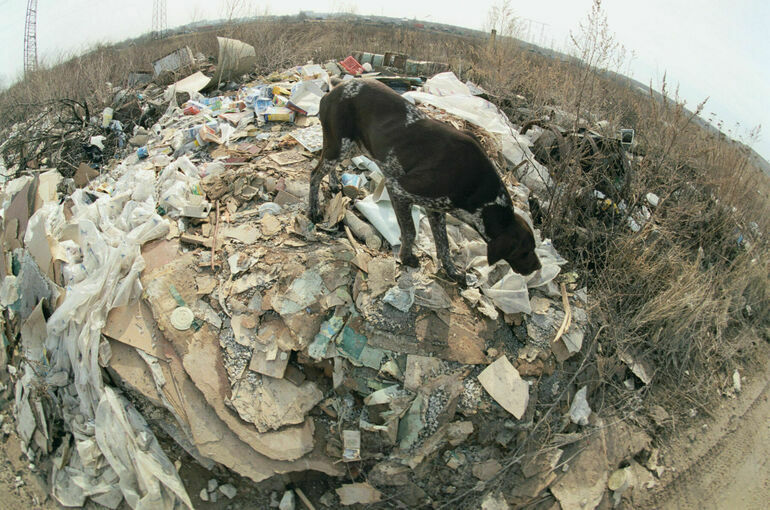 Наказание за незаконные свалки предложили ужесточить